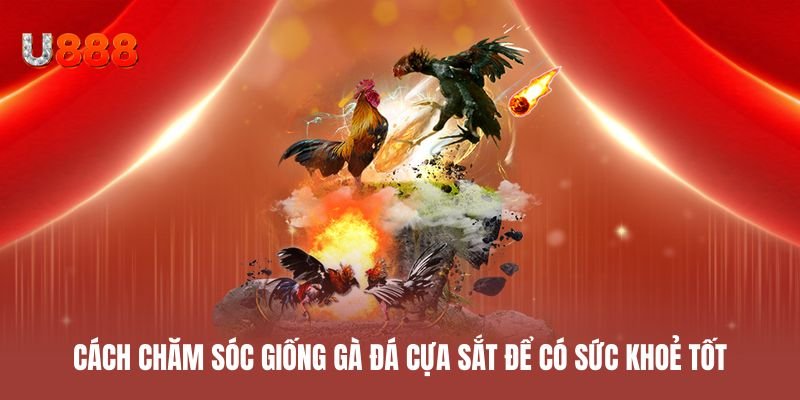 Cách chăm sóc giống gà đá cựa sắt để có sức khoẻ tốt