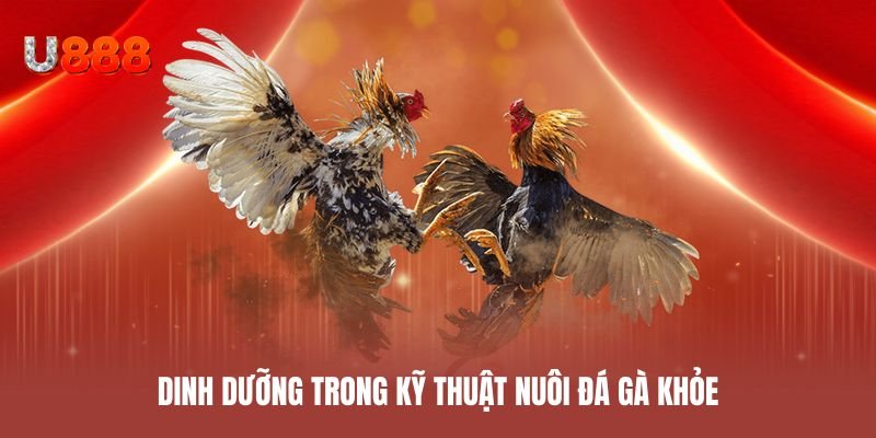 Dinh dưỡng trong kỹ thuật nuôi đá gà khỏe