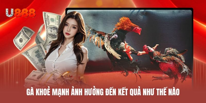 Gà khoẻ mạnh ảnh hưởng đến kết quả trận đấu như thế nào