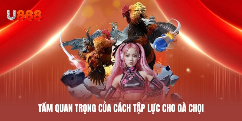 Tầm quan trọng của cách tập lực cho gà chọi