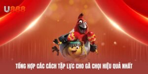 Tổng hợp các cách tập lực cho gà chọi hiệu quả nhất