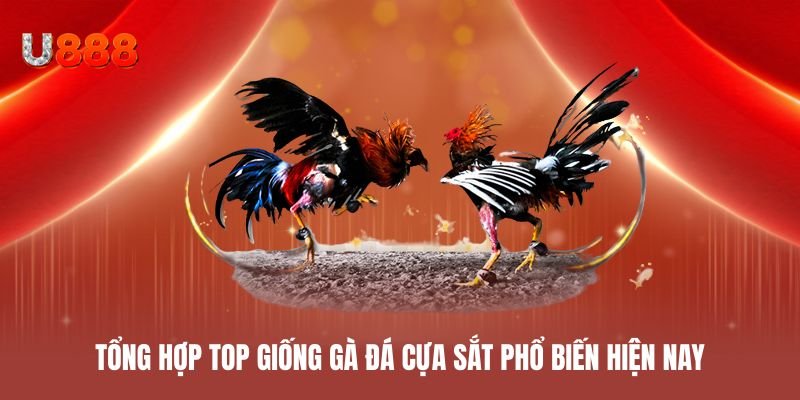 Tổng hợp top giống gà đá cựa sắt phổ biến hiện nay