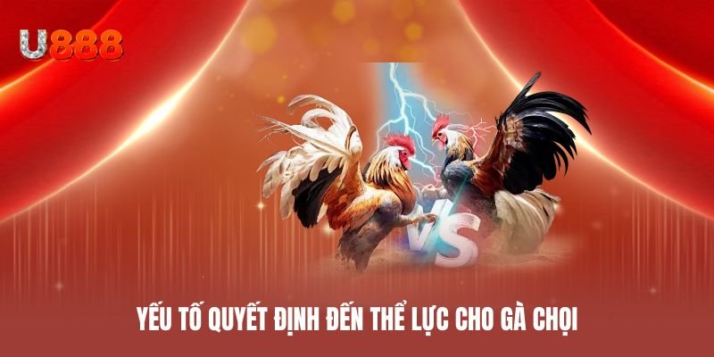 Yếu tố quyết định đến thể lực cho gà chọi